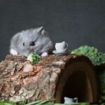 The Risks Of Feeding Hamsters Broccoli