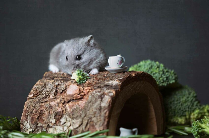  The Risks Of Feeding Hamsters Broccoli